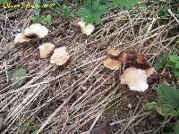 Agrocybe praecox image