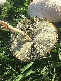 Chlorophyllum molybdites image