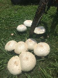 Chlorophyllum molybdites image