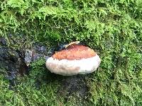 Fomitopsis pinicola image