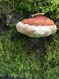 Fomitopsis pinicola image