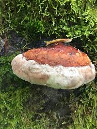 Fomitopsis pinicola image