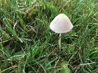 Conocybe apala image