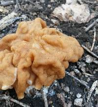 Gyromitra montana image