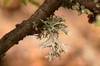 Evernia prunastri image