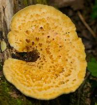 Polyporus squamosus image