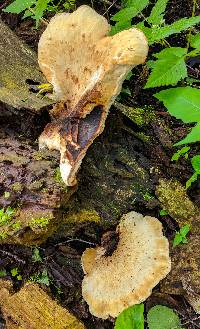 Polyporus squamosus image