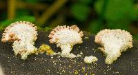 Schizophyllum commune image