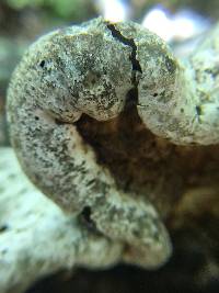 Fomitopsis betulina image