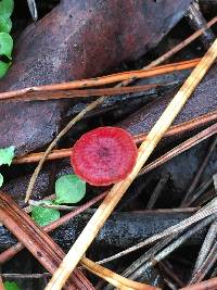 Mycena viscidocruenta image