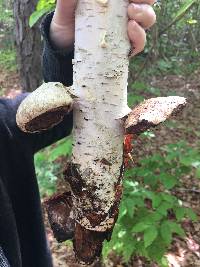 Fomitopsis betulina image