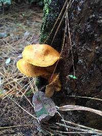 Gymnopilus junonius image