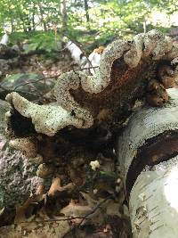 Piptoporus betulinus image