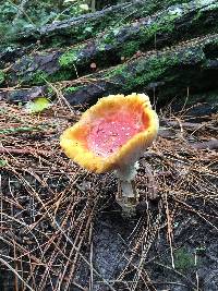 Amanita muscaria image