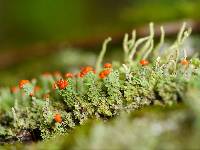 Cladonia cristatella image