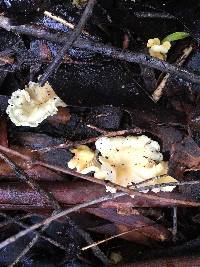 Cantharellus wellingtonensis image