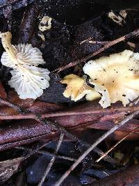 Cantharellus wellingtonensis image