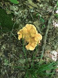 Laetiporus sulphureus image