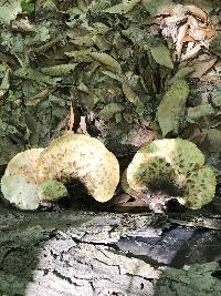 Polyporus squamosus image