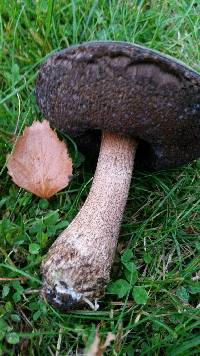 Leccinum scabrum image