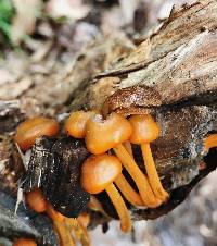 Mycena leaiana image