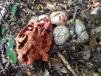 Clathrus ruber image