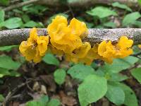 Tremella mesenterica image