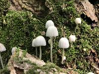 Coprinellus disseminatus image