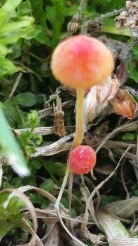 Mycena acicula image