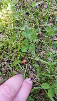 Mycena acicula image