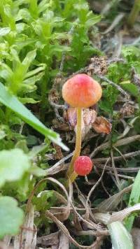 Mycena acicula image