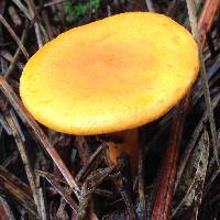 Hygrophoropsis aurantiaca image