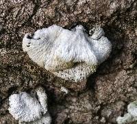 Schizophyllum commune image