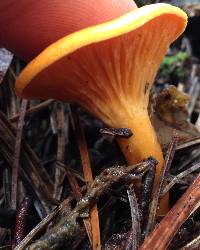 Hygrophoropsis aurantiaca image