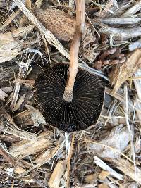 Panaeolus cinctulus image