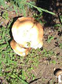 Stropharia rugosoannulata image