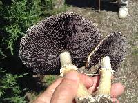 Stropharia rugosoannulata image