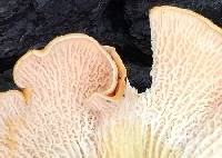 Cantharellus persicinus image