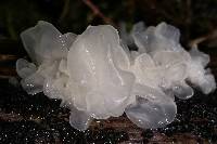 Tremella fuciformis image