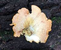 Cantharellus persicinus image