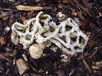 Ileodictyon cibarium image