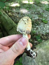 Coprinopsis variegata image