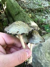 Coprinopsis variegata image