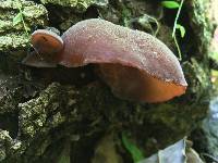 Auricularia auricula-judae image