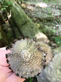 Coprinopsis variegata image