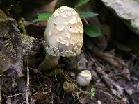 Coprinopsis variegata image