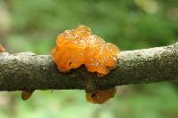 Tremella mesenterica image