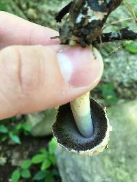 Coprinopsis variegata image