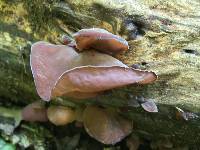 Auricularia auricula-judae image