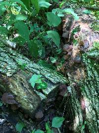 Auricularia auricula-judae image